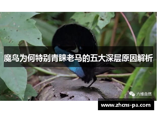 魔鸟为何特别青睐老马的五大深层原因解析